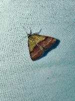 Phytometra viridaria