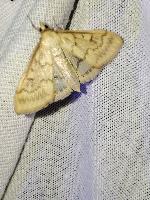Ostrinia nubilalis