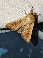 Mythimna vitellina