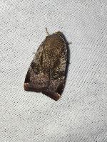 Noctua janthina