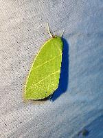Bena bicolorana