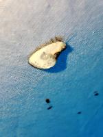 Cilix glaucata
