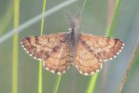 Ematurga atomaria