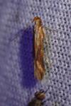 Metzneria aprilella