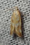 Mirificarma eburnella