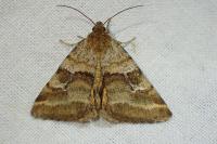 Synthymia fixa