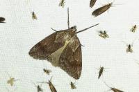 Pachycnemia hippocastanaria