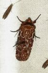 Lycophotia porphyrea