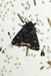 Catephia alchymista