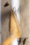 Sclerocona acutella