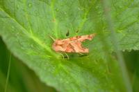 Phlogophora meticulosa