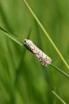 Utetheisa pulchella