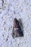 Acrobasis suavella