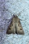 Agrotis exclamationis