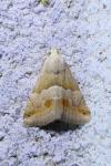 Eublemma parva
