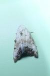 Nola infantula