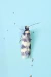 Oegoconia caradjai