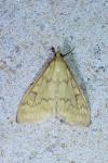 Ostrinia nubilalis