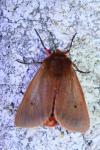 Phragmatobia fuliginosa