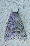 Acronicta auricoma