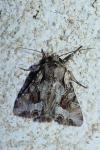 Lacanobia w-latinum
