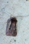 Ochropleura plecta