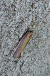 Oncocera semirubella
