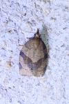 Pandemis dumetana
