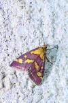 Pyrausta purpuralis