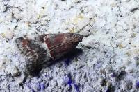 Acrobasis marmorea