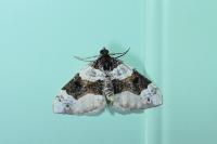 Cosmorhoe ocellata