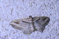 Costaconvexa polygrammata