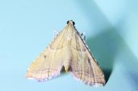 Endotricha flammealis