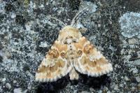 Eremobia ochroleuca