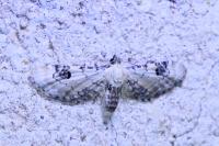 Eupithecia centaureata