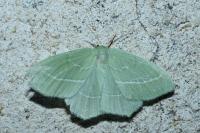 Hemistola chrysoprasaria