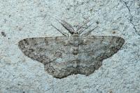 Hypomecis punctinalis