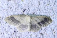 Idaea aversata