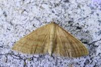 Idaea ochrata