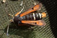 Pyropteron chrysidiforme
