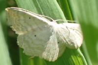Scopula immutata