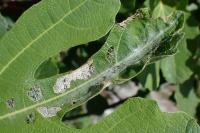Choreutis nemorana