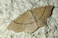Cyclophora ruficiliaria