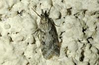 Eudonia angustea