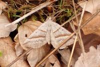 Scotopteryx mucronata