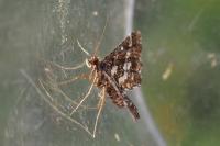 Diasemiopsis ramburialis