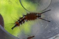 Orgyia recens
