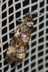Endothenia marginana