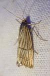 Chrysocrambus linetella