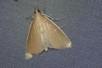 Sclerocona acutella